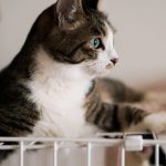 【必見】猫を飼うためにかかる1か月の費用とは？？